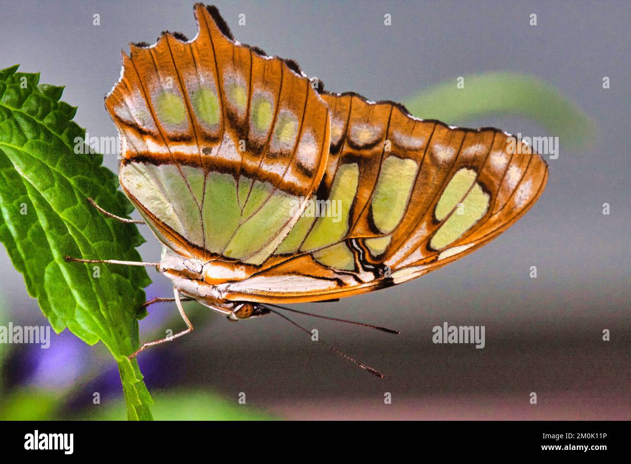 primo piano vista macro di una farfalla di malachite gren Foto Stock