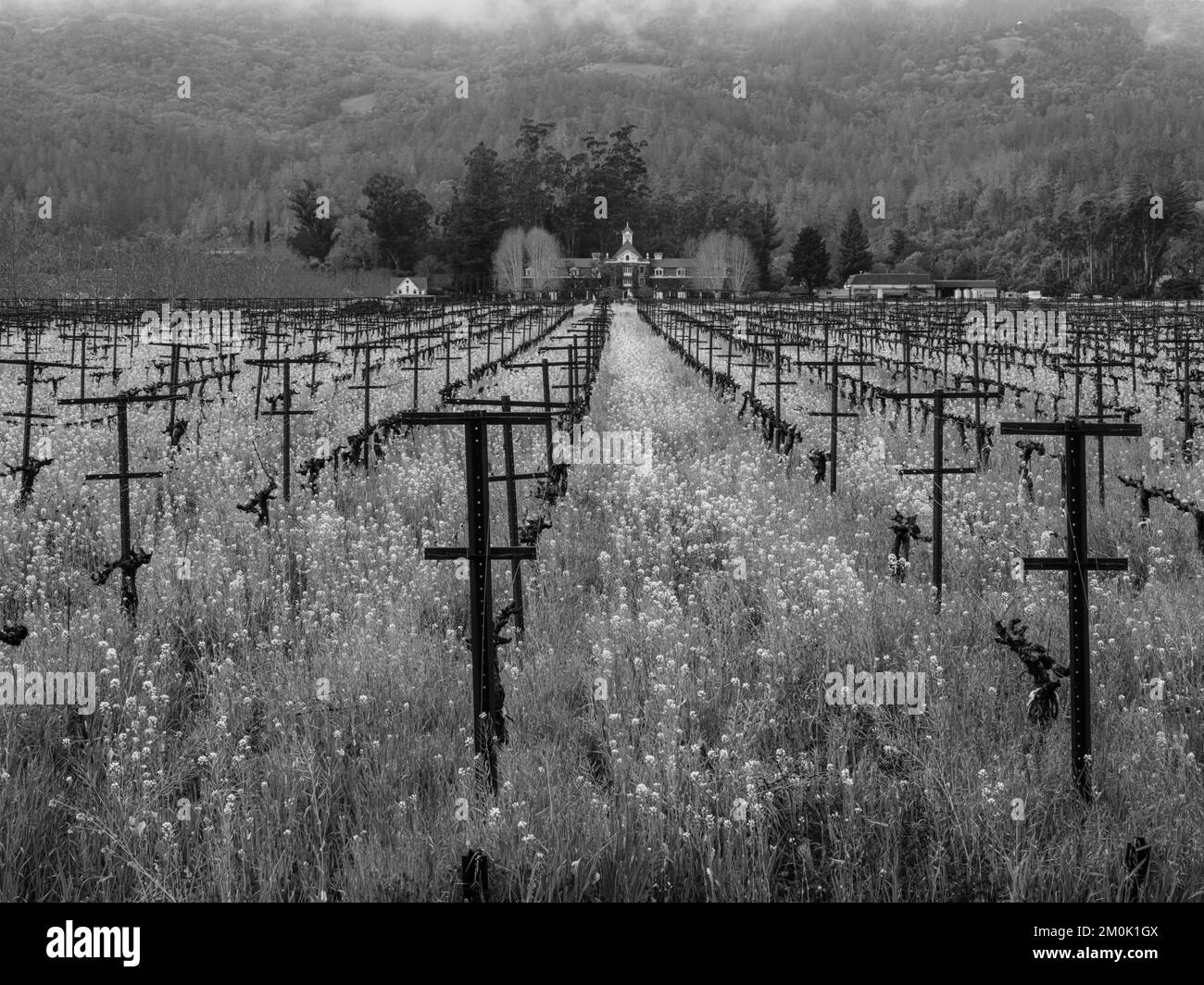 Fiori di senape che crescono all'inizio della primavera, la vigna Inglenook, la Napa Valley. Foto Stock