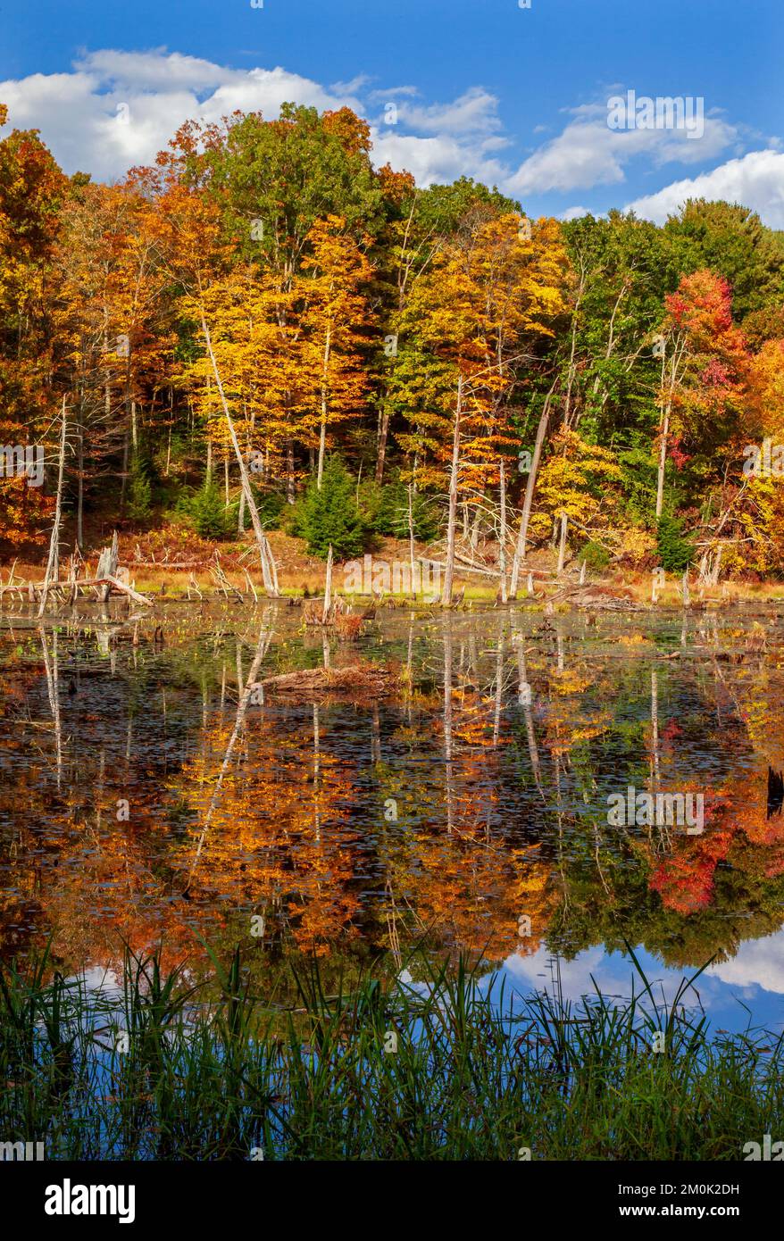 Una zona umida con laghetto di castoro presso la Delaware Water Gap National Recreation Area, Pennsylvania Foto Stock