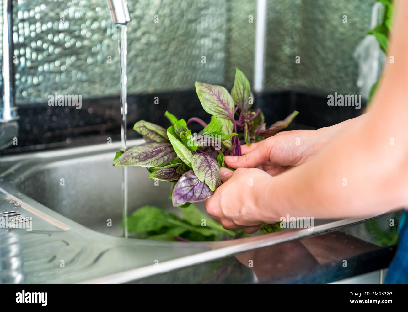 La ragazza lava il basilico fresco sopra il lavandino, le mani e la vegetazione primo piano Foto Stock