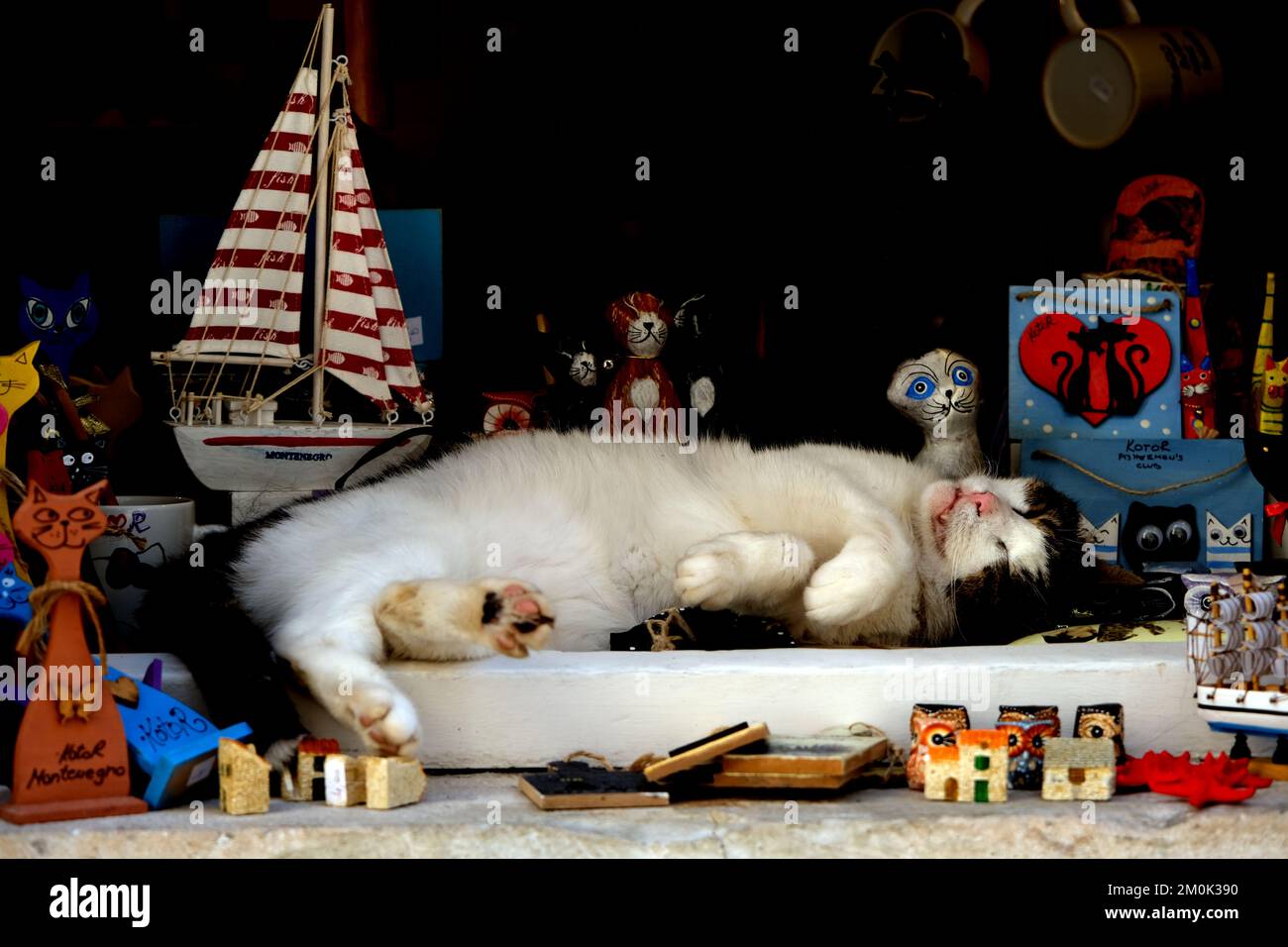 Gatto che dorme nella finestra del negozio circondato da giocattoli a Kotor Montenegro Foto Stock