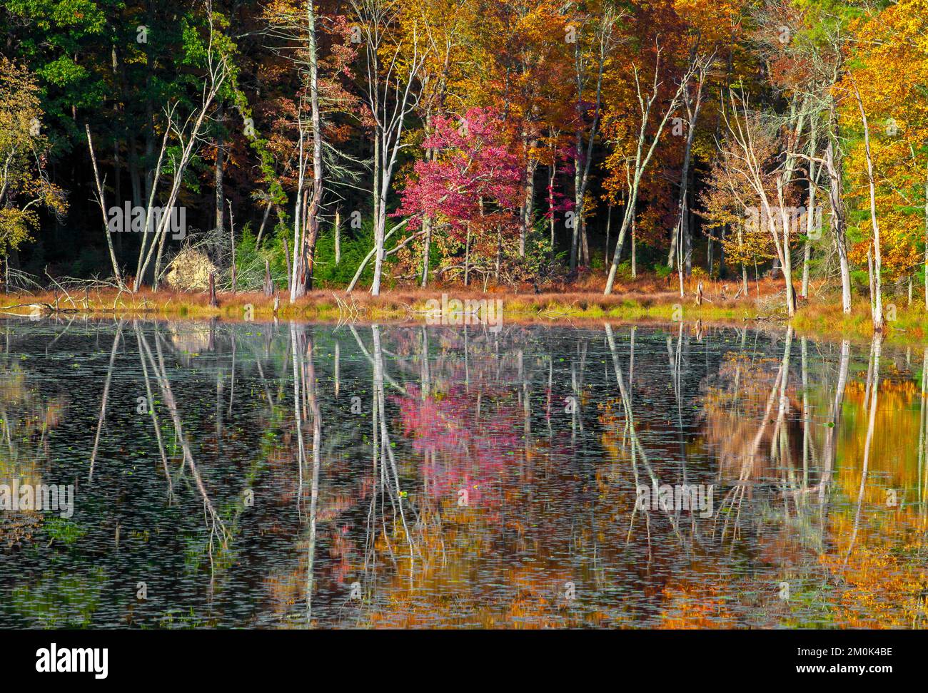 Egypt Mills Pond in Delsaware Water Gap Nationsal Recreation Area, Pennsylvania, è un'area famosa per la fauna selvatica ed è considerata un'importante area per gli uccelli selvatici. Foto Stock