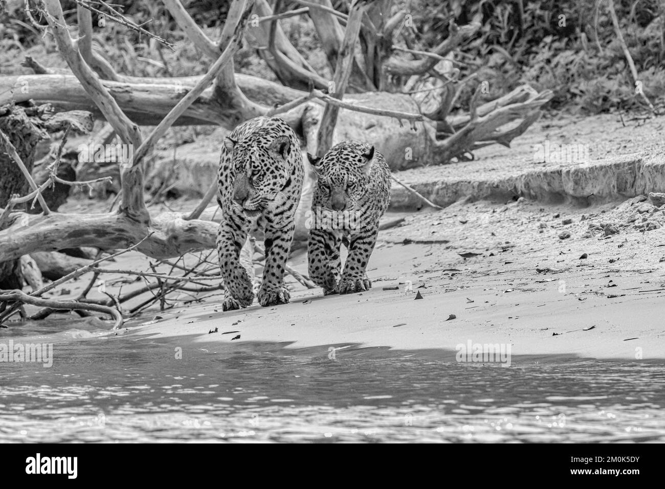 Immagine in bianco e nero di giaguaro femminile e cucciolo che cammina lungo una riva del fiume esposta a Pantanal Foto Stock