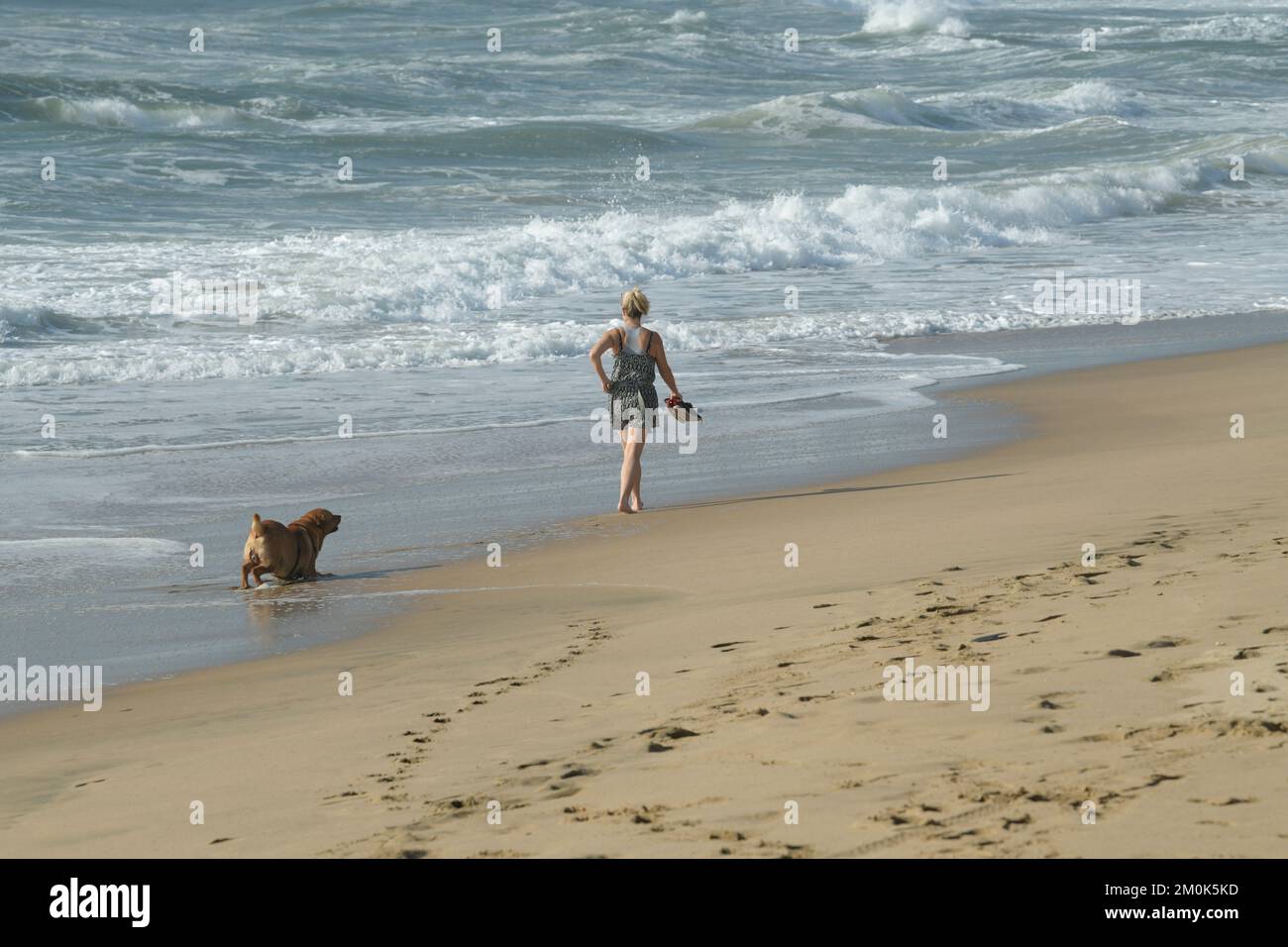 Donna adulta attiva che cammina sulla spiaggia, proprietario del cane che esercita l'animale, benessere dell'animale domestico, attività balneare, Durban, Sudafrica, mattina presto, singola femmina Foto Stock