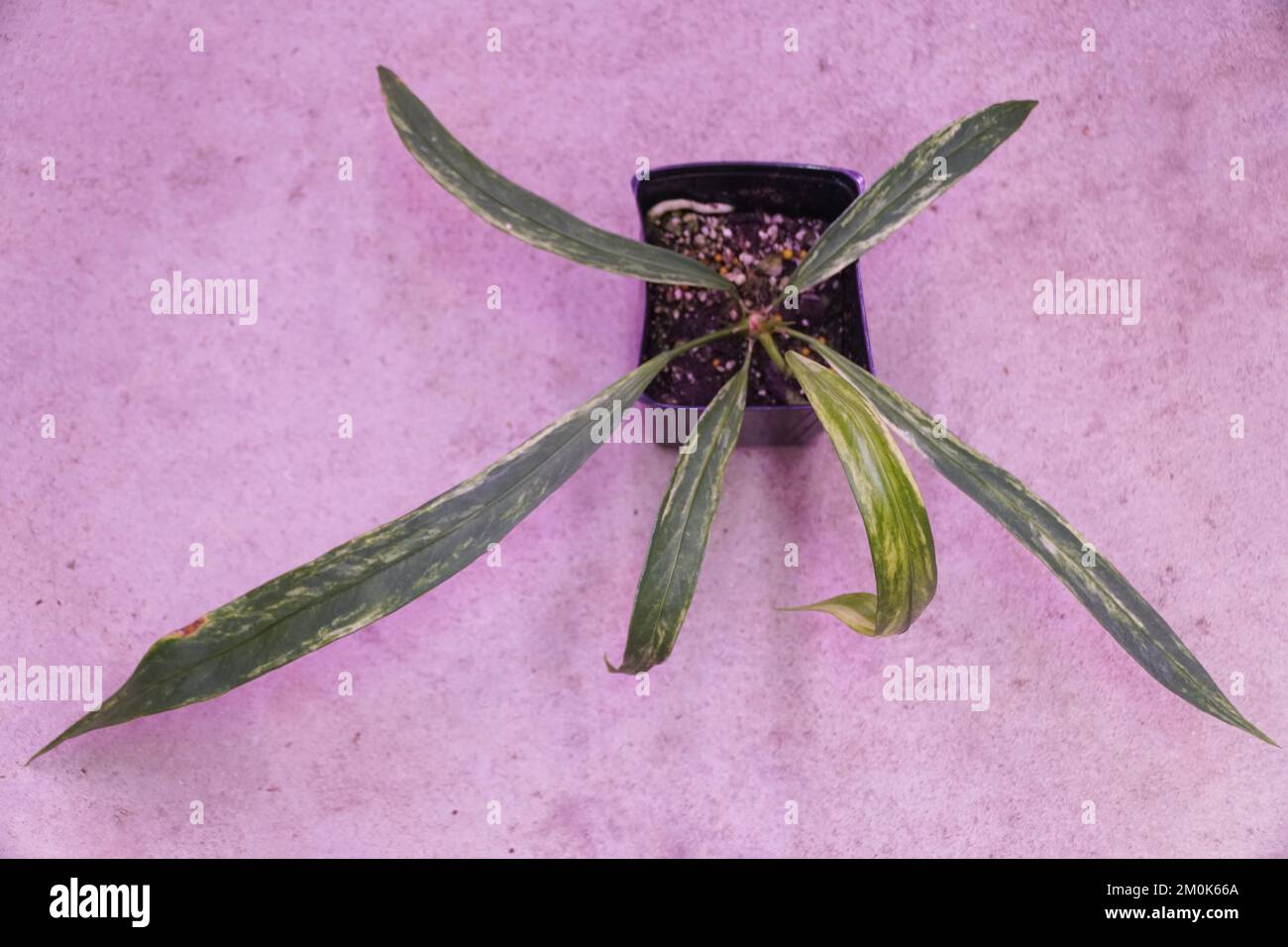 Belle e piccole foglie lunghe di Anthurium Vittarifolium variegata, una popolare casa-pianta al coperto Foto Stock