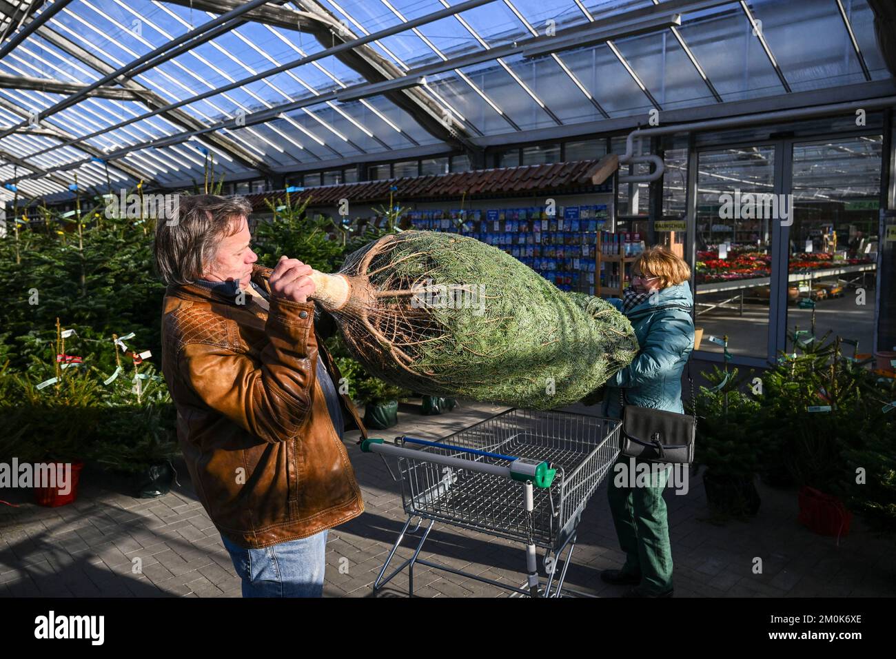 Michendorf, Germania. 25th Nov 2022. La famiglia Kehrmann acquista un albero di Natale a Rosengut Langerwisch avvolto in rete per un migliore trasporto. Oltre alle abate di Nordmann dalla Danimarca, sono disponibili anche l'abete rosso regionale e l'abete rosso blu del Brandeburgo. (A dpa: 'Natale sostenibile: Qual è l'albero migliore per l'ambiente?') Credit: Jens Kalaene/dpa/Alamy Live News Foto Stock