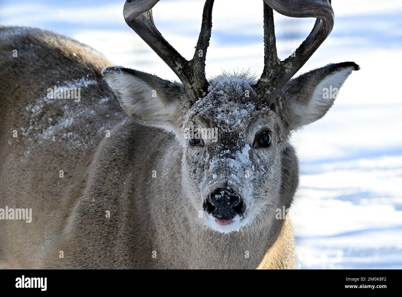 Un ritratto da vicino di un cervo dalla coda bianca 'Odocoileus virginianus', con neve fresca sul volto nella zona rurale Alberta Canada. Foto Stock