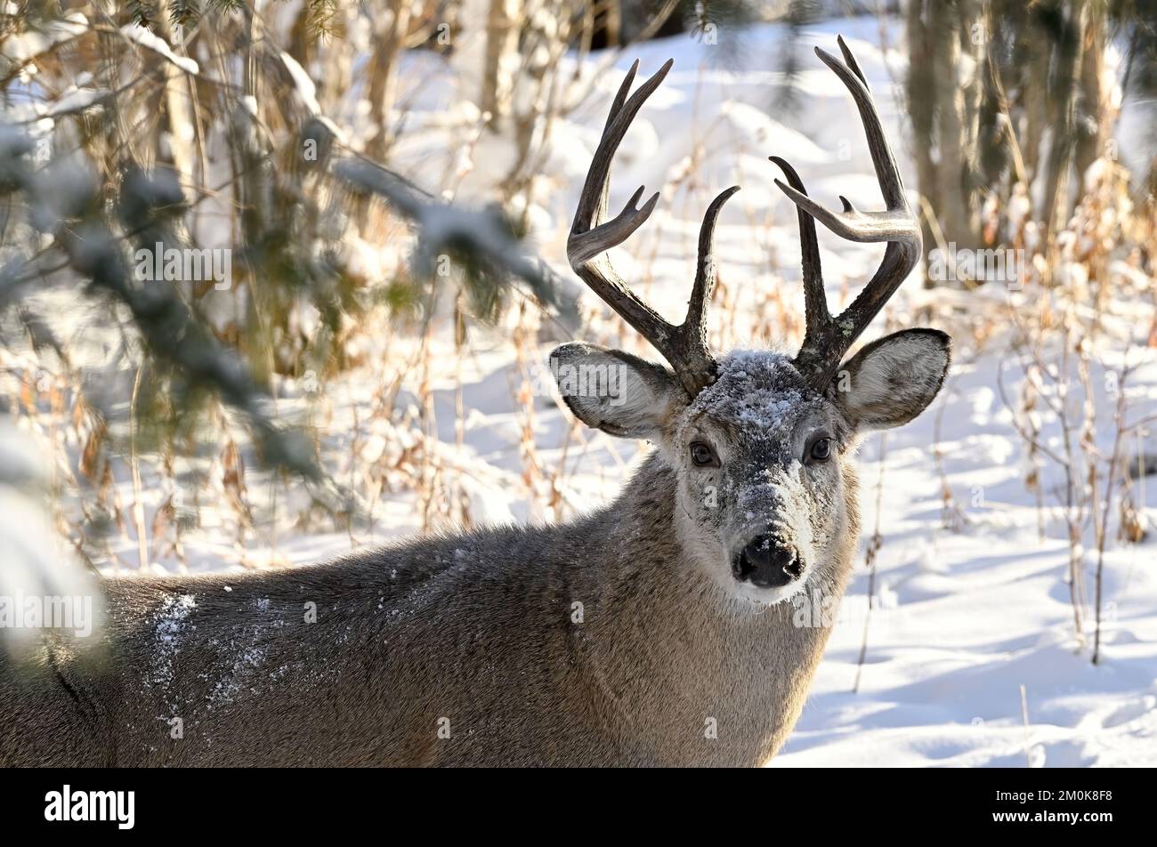 Un ritratto di un cervo dalla coda bianca 'Odocoileus virginianus', con neve fresca sul suo volto nel suo habitat boschivo nella zona rurale Alberta Canada. Foto Stock