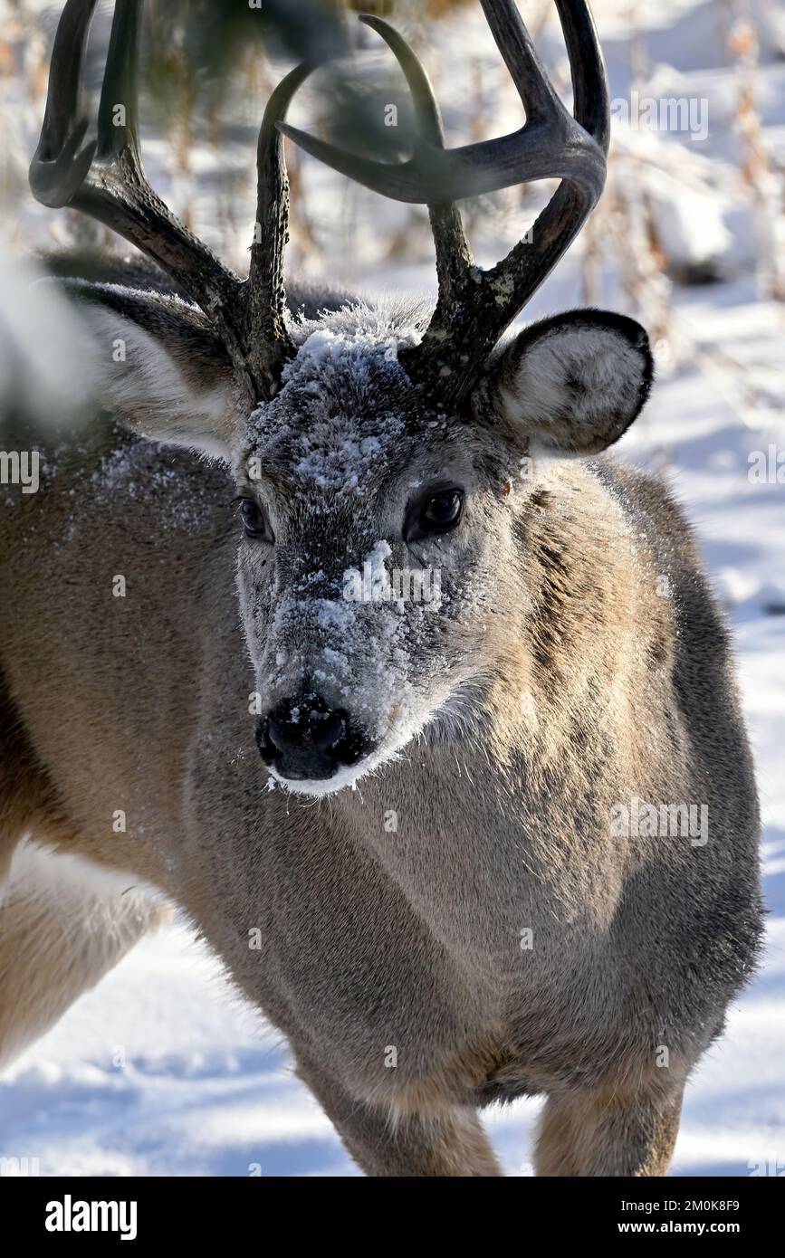 Un'immagine verticale di un cervo dalla coda bianca 'Odocoileus virginianus', con neve fresca sul suo volto nel suo habitat boschivo nella zona rurale Alberta Canada. Foto Stock