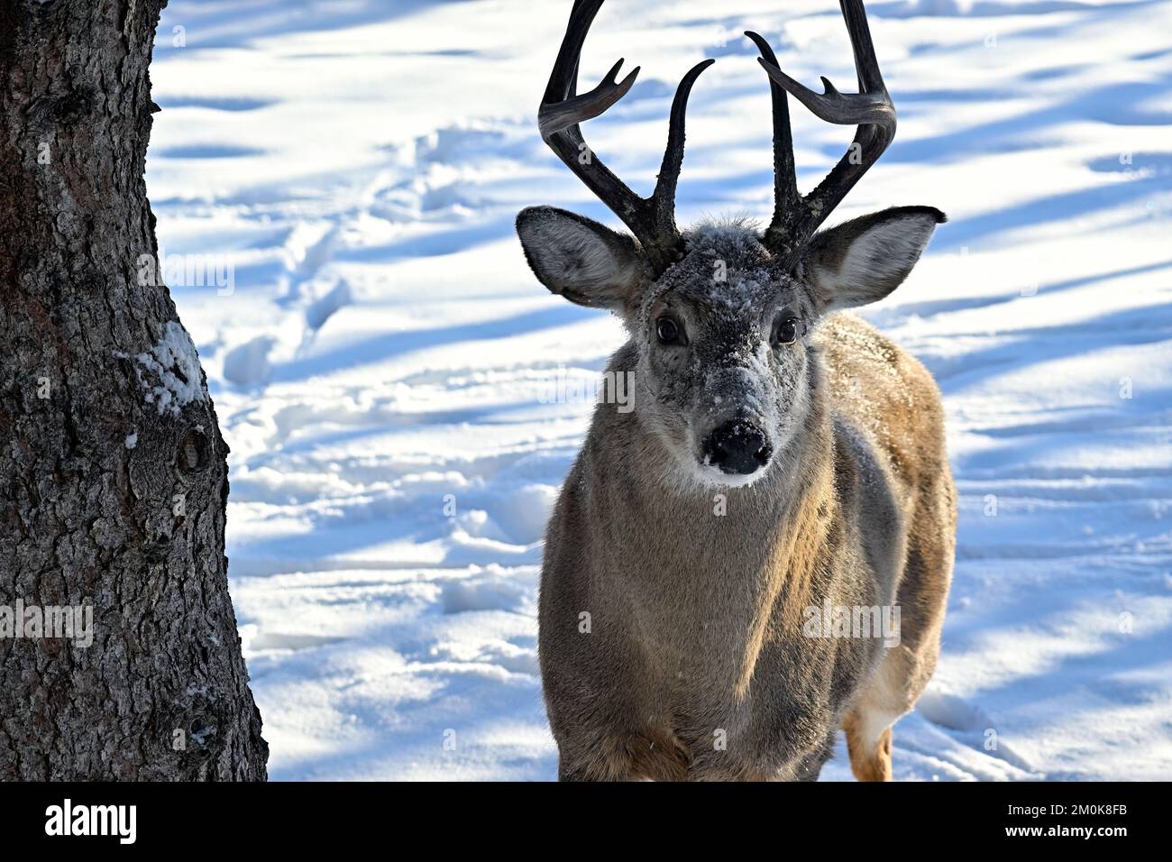 Un cervo dalla coda bianca 'Odocoileus virginianus', con neve fresca sul suo volto nel suo habitat boschivo nella zona rurale Alberta Canada. Foto Stock