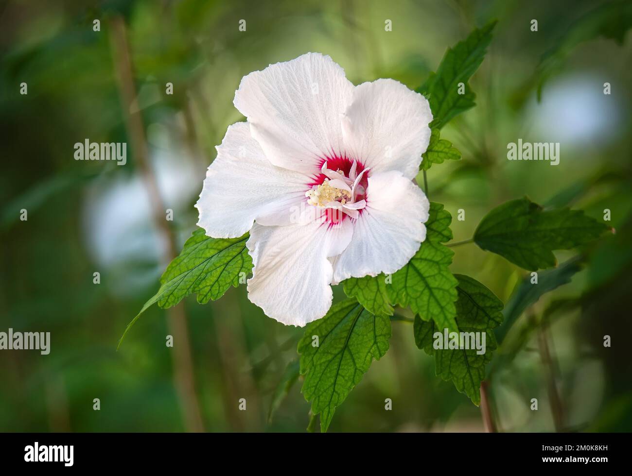 Bellissimo fiore bianco di ibisco fiorito in giardino. Primo piano. Foto Stock