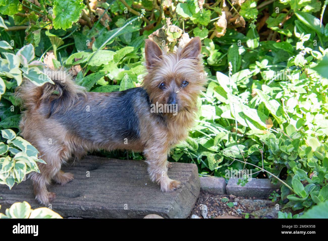 Lucertole da caccia per cani in un lussureggiante giardino interno Foto Stock