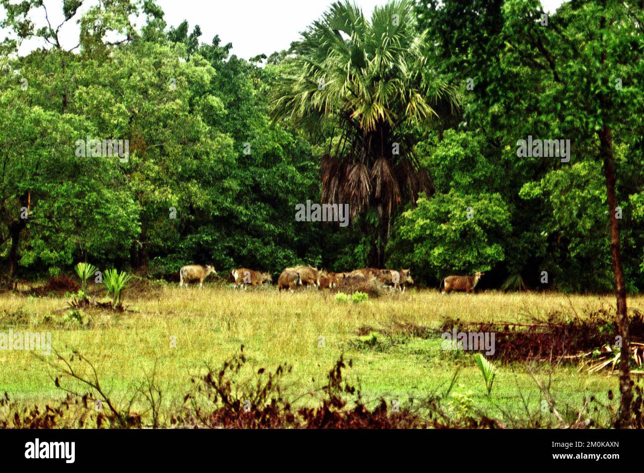 Bantengs selvaggi (Bos javanicus) pascolo sulla savana di Cidaon, Parco Nazionale di Ujung Kulon, Pandeglang, Banten, Indonesia. Foto Stock