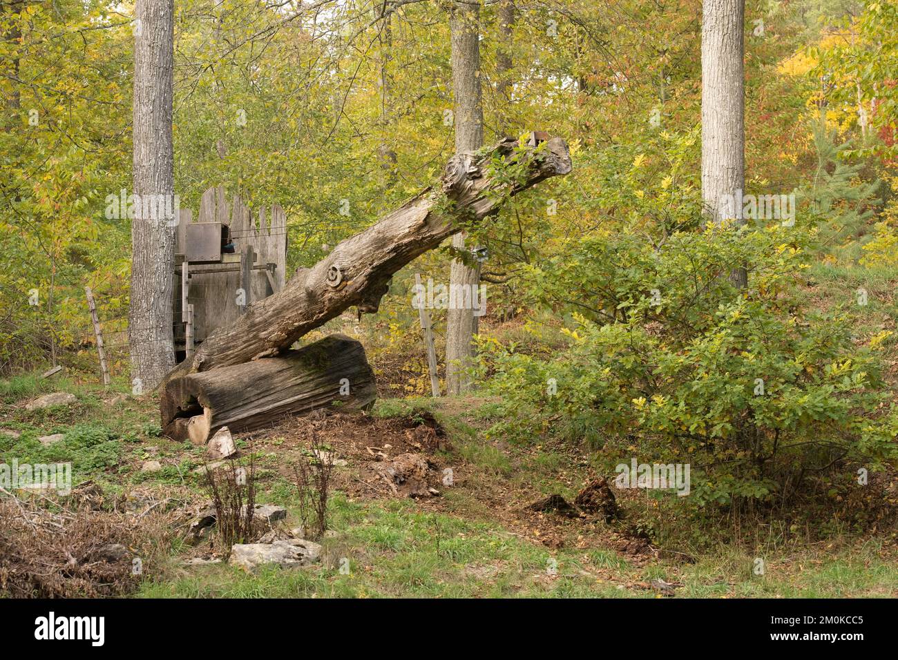 Todholz im Wald von Mainstockheim Foto Stock