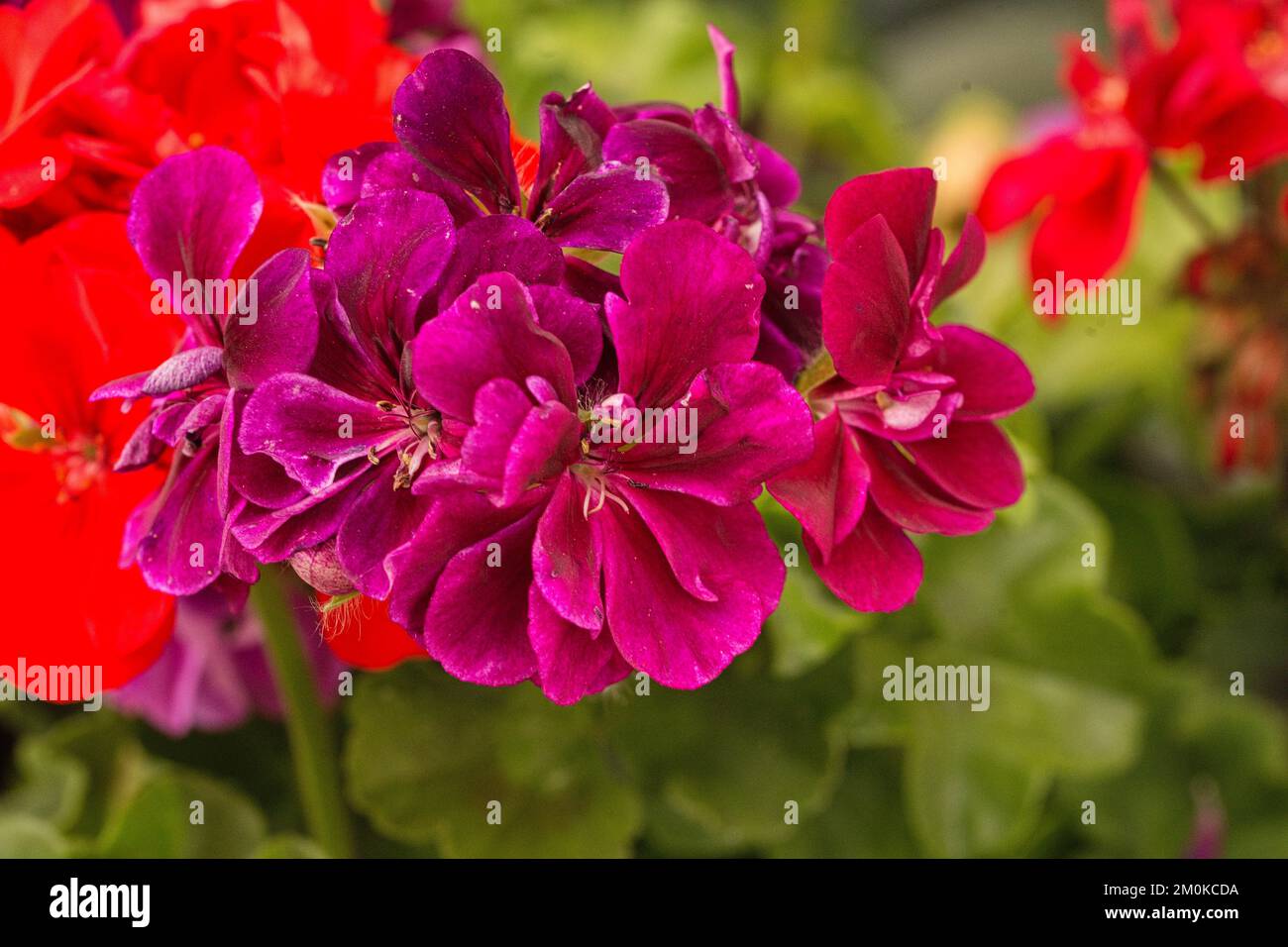 Geranienblüten rot und violett - primo piano Foto Stock