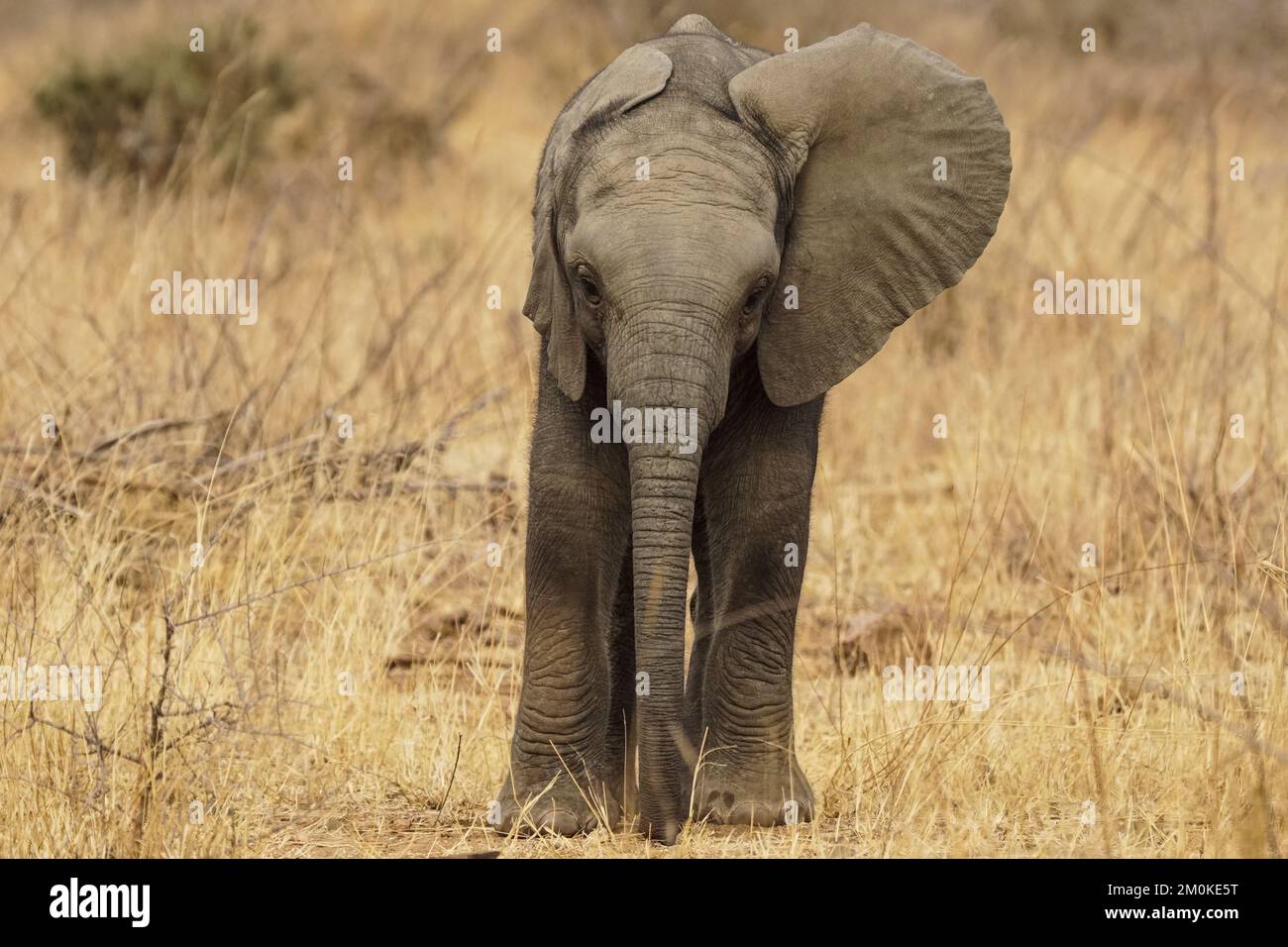 Cucciolo di elefante africano (Loxodonta africana) con vista ravvicinata o faccia con un orecchio che sbatte nel parco nazionale di Kruger, Sudafrica Foto Stock