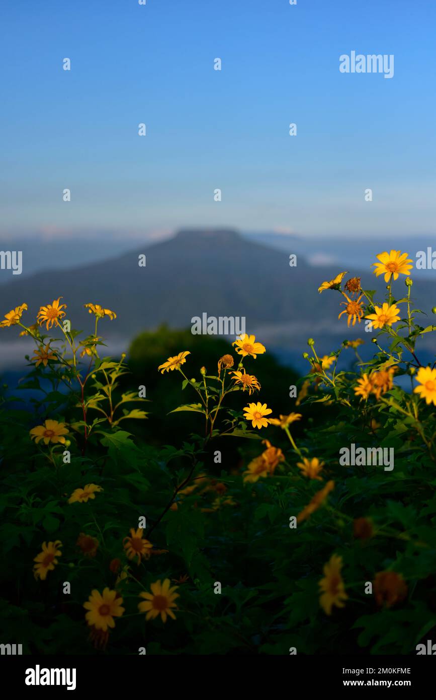 Bel paesaggio di Bua Thong (albero Marigold, girasole Messicano) a Phu Pa po montagna è come il Monte Fuji in Giappone. Situato nella provincia di Loei, Foto Stock