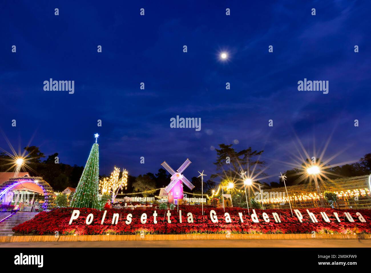 Poinsettia, fiore rosso di natale e mulino a vento punto di riferimento della vista notturna è decorata con luci colorate. con sfondo nel parco vicino nazionale Foto Stock