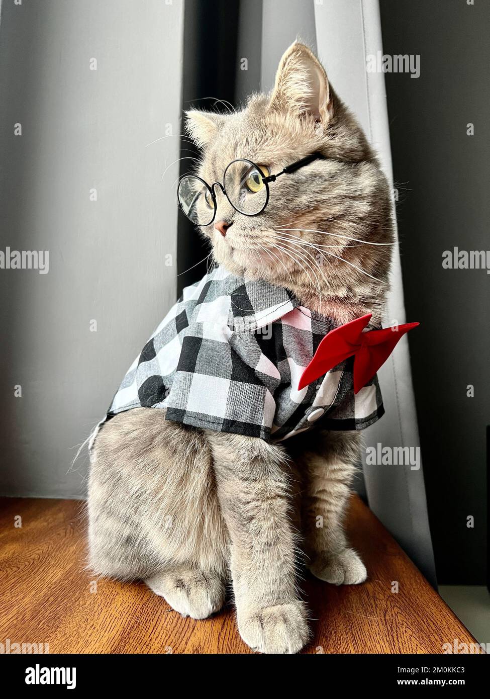 Un gatto grigio scozzese dalle orecchie dritte con occhiali, una camicia bianca nera e una cravatta rossa in vacanza sembra un Signore. PET in un appartamento moderno e accogliente Foto Stock