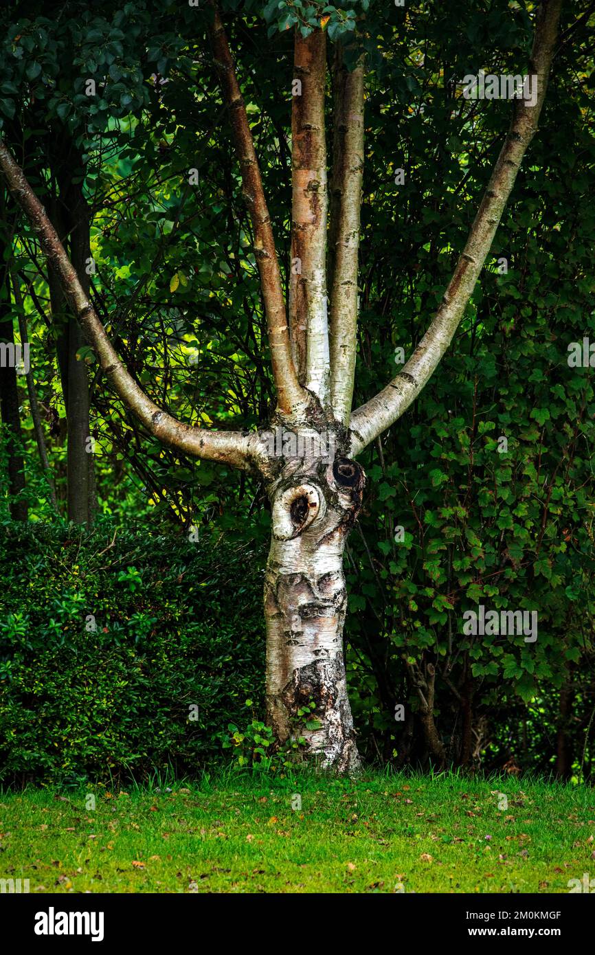 Legno di betulla betula pendula tronco Foto Stock