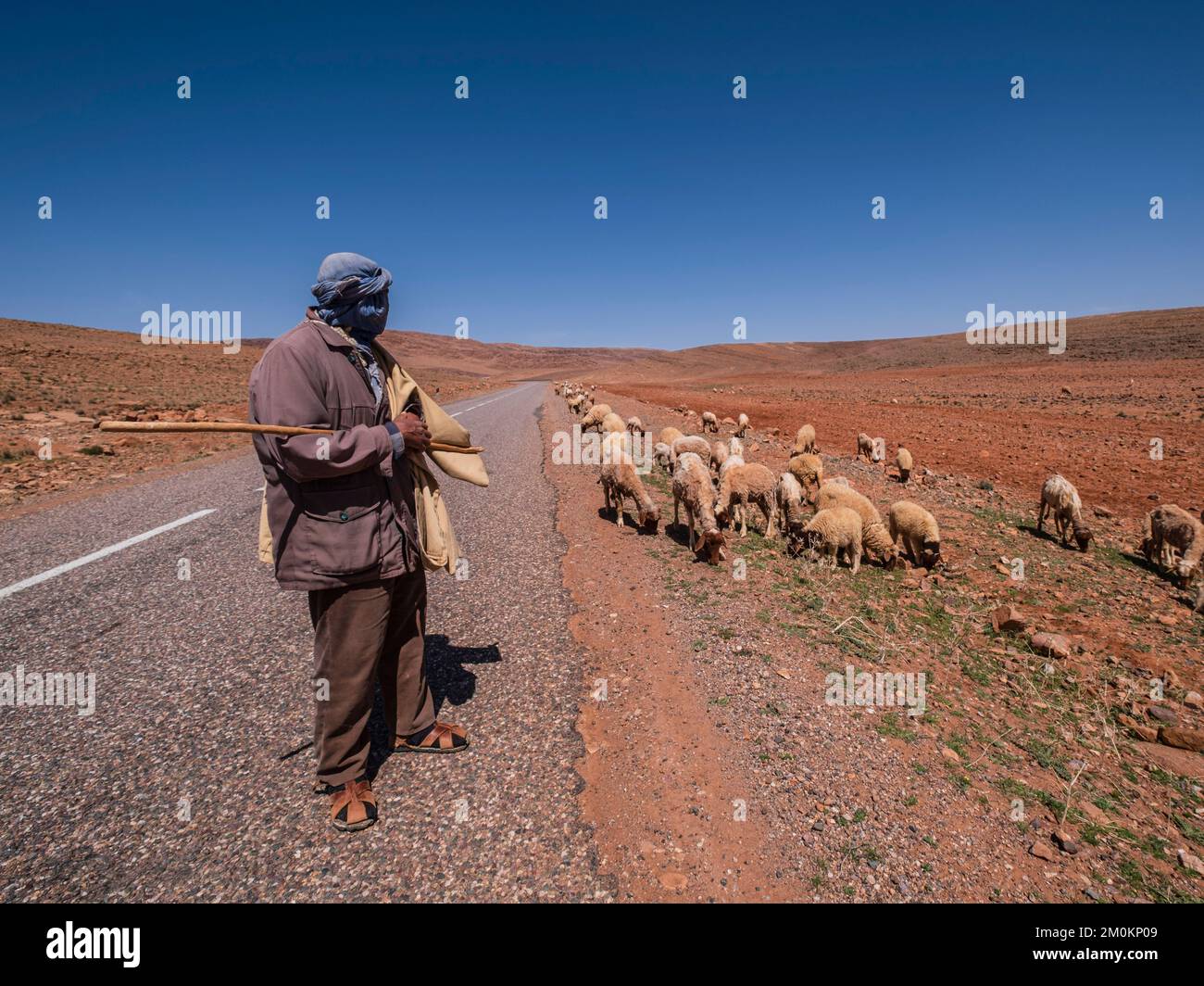 pastore con il suo gregge vicino a Taliouine, marocco, africa Foto Stock