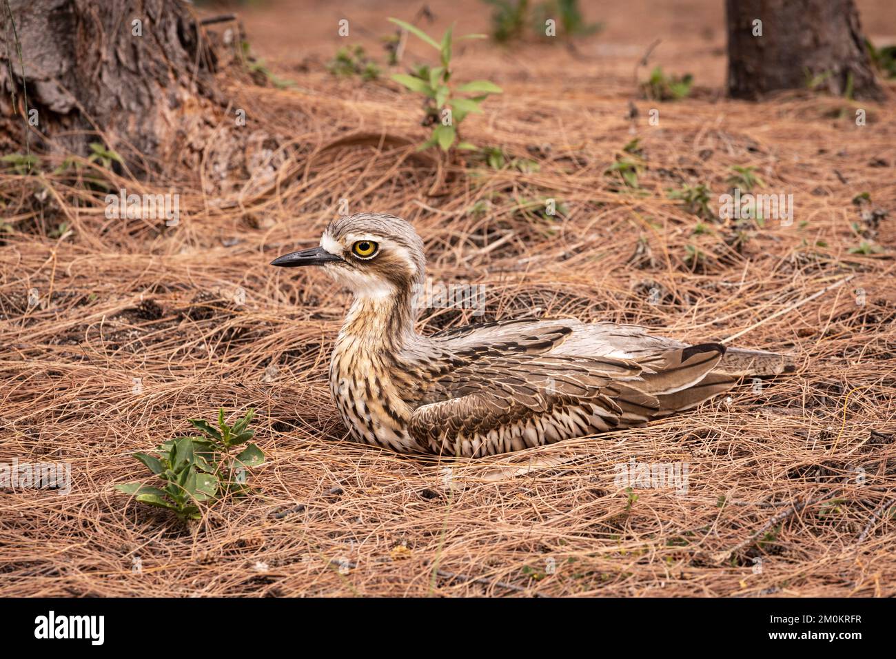 Bush Stone Curlew sulla Magnetic Island vicino a Townsville nel Queensland, Australia Foto Stock
