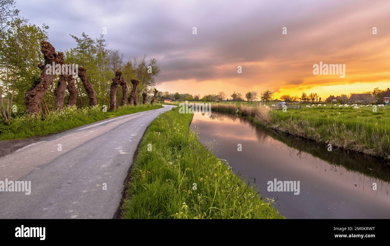 Paesaggio di campagna polder nella provincia di Groningen, Paesi Bassi. Con River, Road, Riverbank e Pollard Willows al tramonto. Foto Stock
