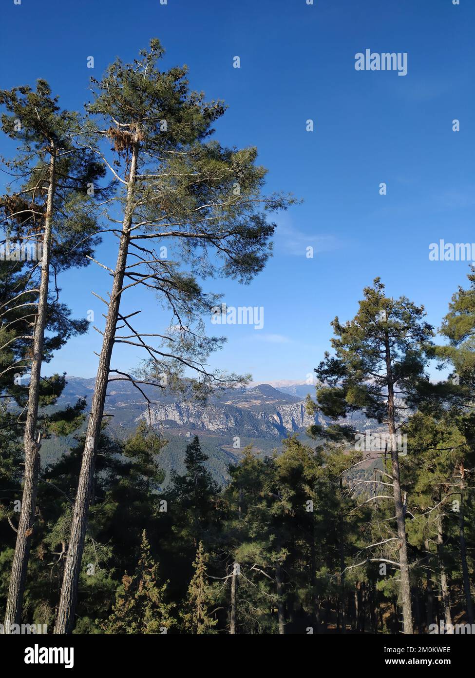 Montagne Taurus visto attraverso gli alberi, Mersin, Turchia Foto Stock