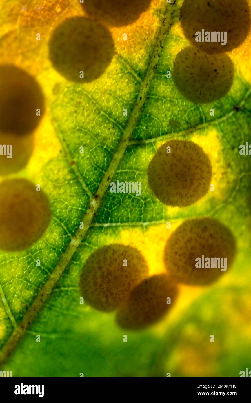 Gall, Cecidia, Foresta pluviale tropicale, foglie venate, Bacino del fiume Napo, Amazonia, Ecuador, Sud America, America Foto Stock