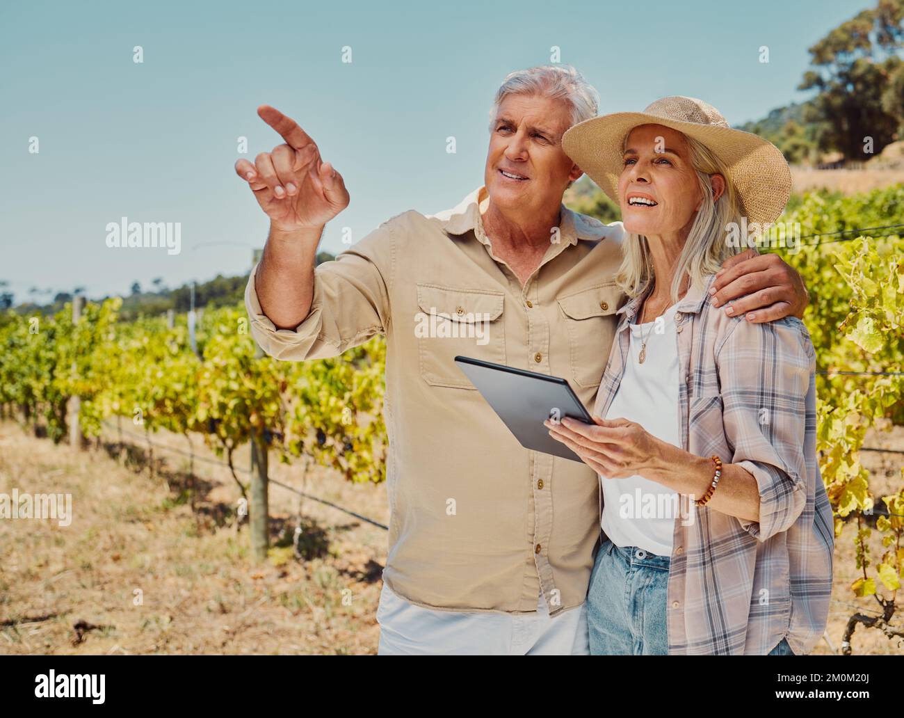 Due agricoltori anziani in piedi e puntano mentre parlano e usano il tablet digitale sul vigneto. L'uomo anziano mostra la donna mentre si lega insieme al vino Foto Stock