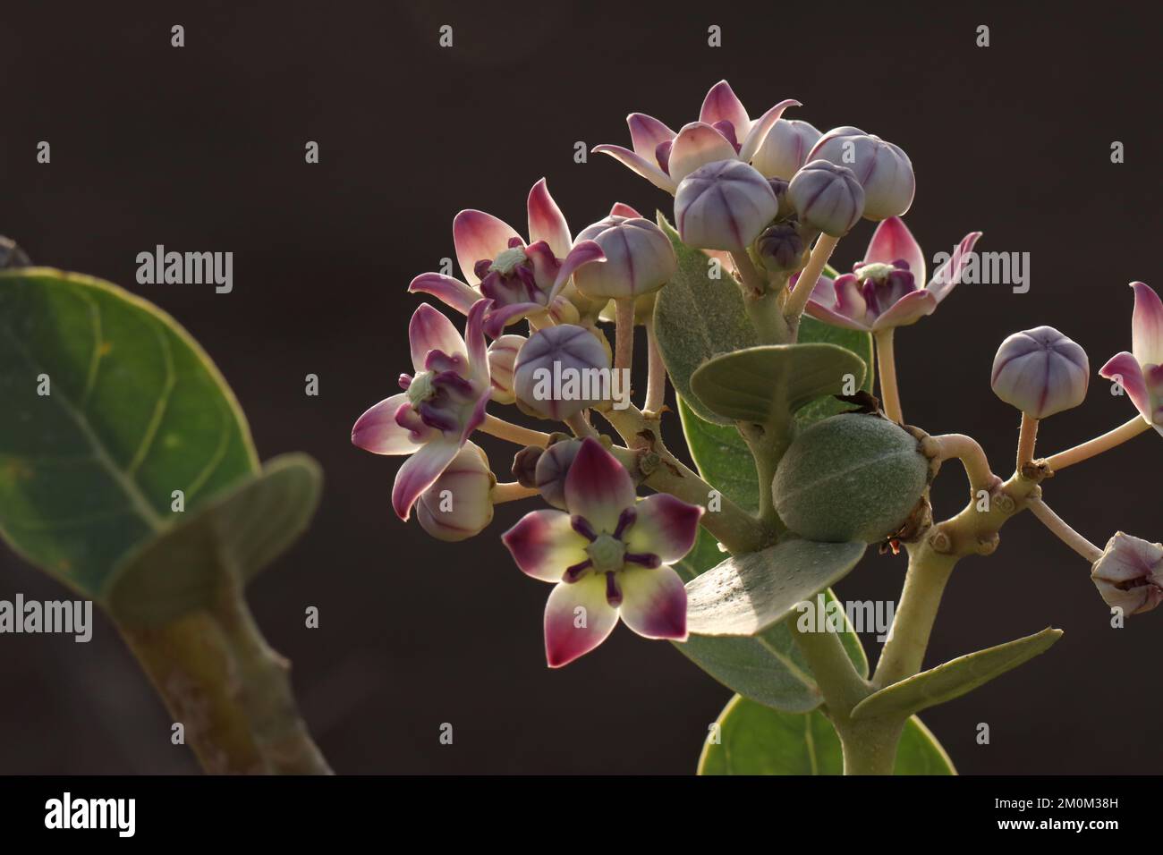 Dettagli di primo piano di Calotropis procera. Mela di sodoma, corona del re, albero di gomma, cespuglio di gomma, primo piano di mela del Mar Morto. Foto Stock