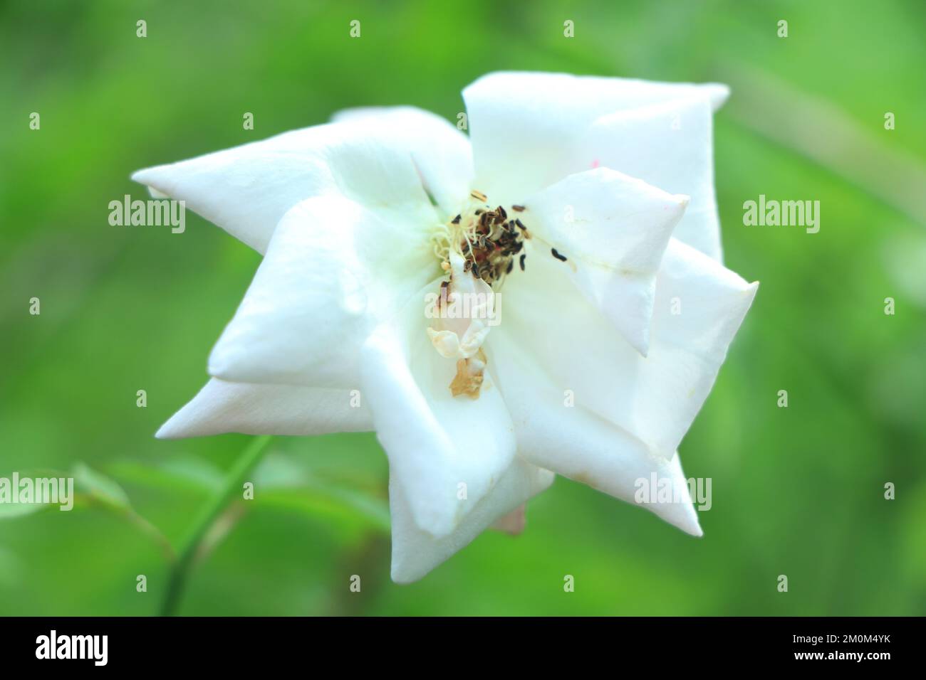 Bush bianco fioritura rosa. Rose crescenti. Un sacco di belle rose in fiore Foto Stock