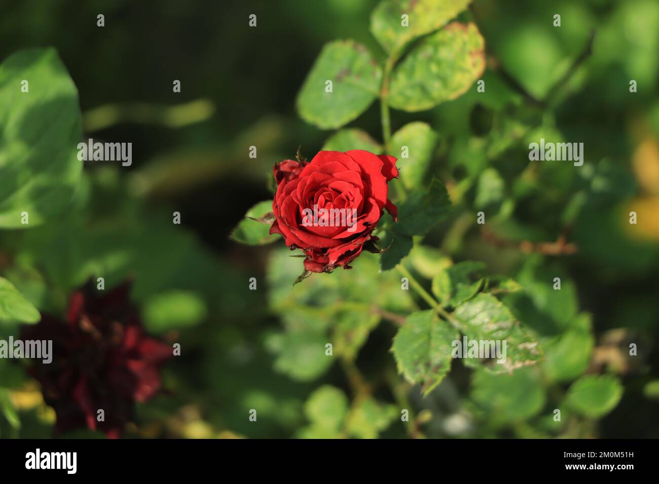 rosa rossa e gocce di pioggia, forma elegante e gocce lucenti Foto Stock