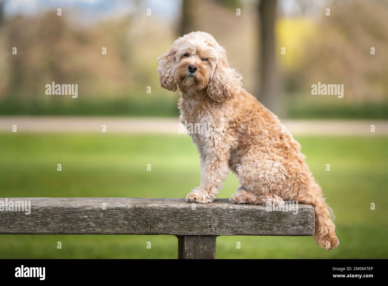 Cavapoo di sette anni sedette su una panchina guardando la telecamera molto bella e carina Foto Stock