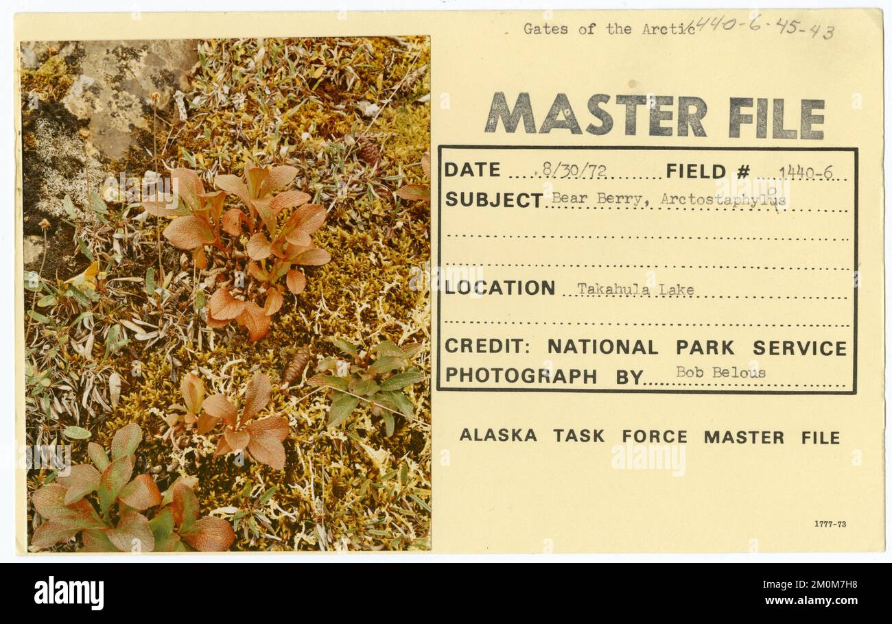 Bearberry, Arctostaphylos. Alaska Task Force fotografie Foto Stock