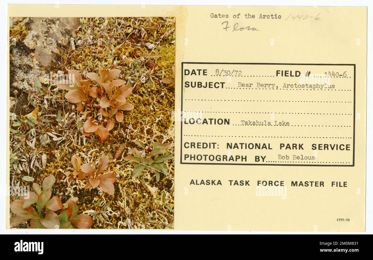 Mirtillo, artostaphylus. Alaska Task Force fotografie Foto Stock