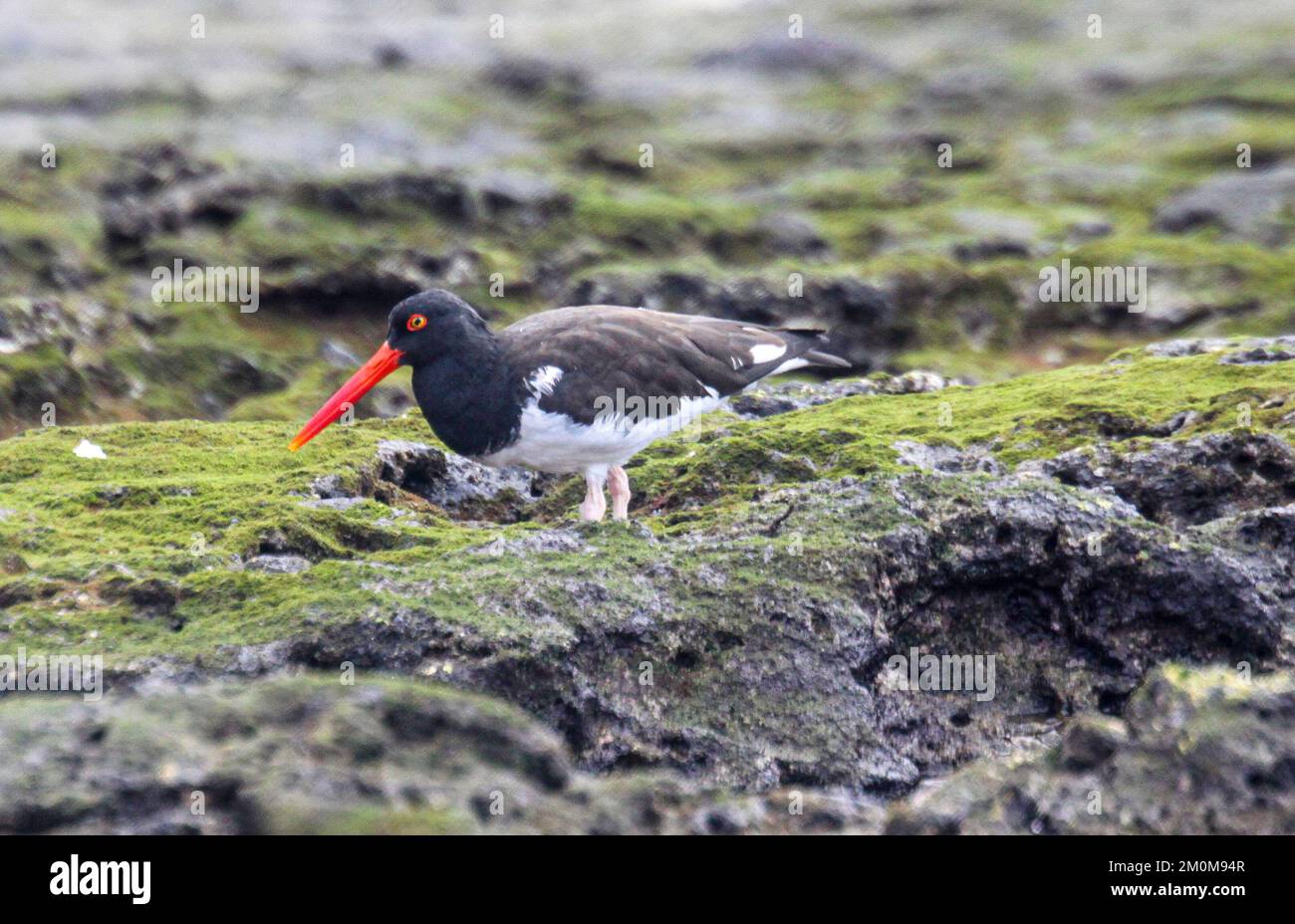 Ostercatchers americani (Haematopus palliatus) sul litorale. Fotografato sulle isole Galapagos, Ecuador. Nel mese di agosto Foto Stock