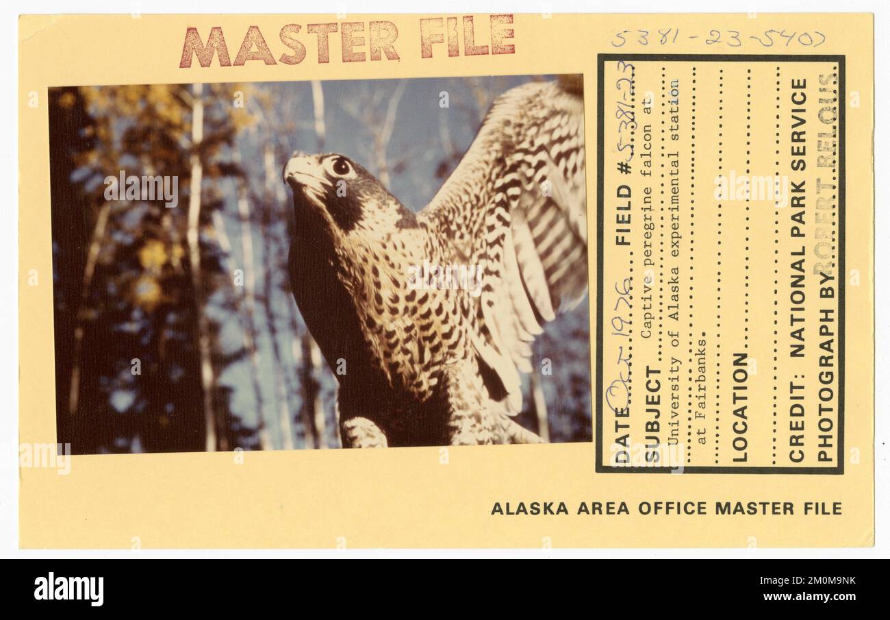 Falco peregrino prigioniero alla stazione sperimentale dell'Università dell'Alaska a Fairbanks. Alaska Task Force fotografie Foto Stock