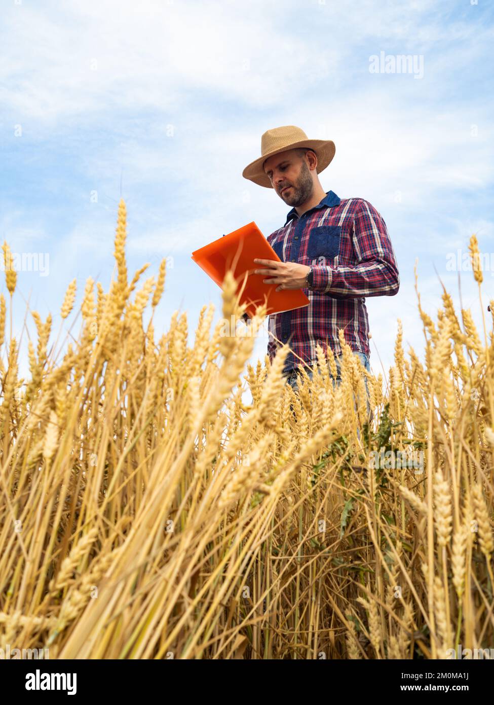 Giovane agricoltore maschile osserva il raccolto di grano. Agricoltura ecologica. Foto Stock