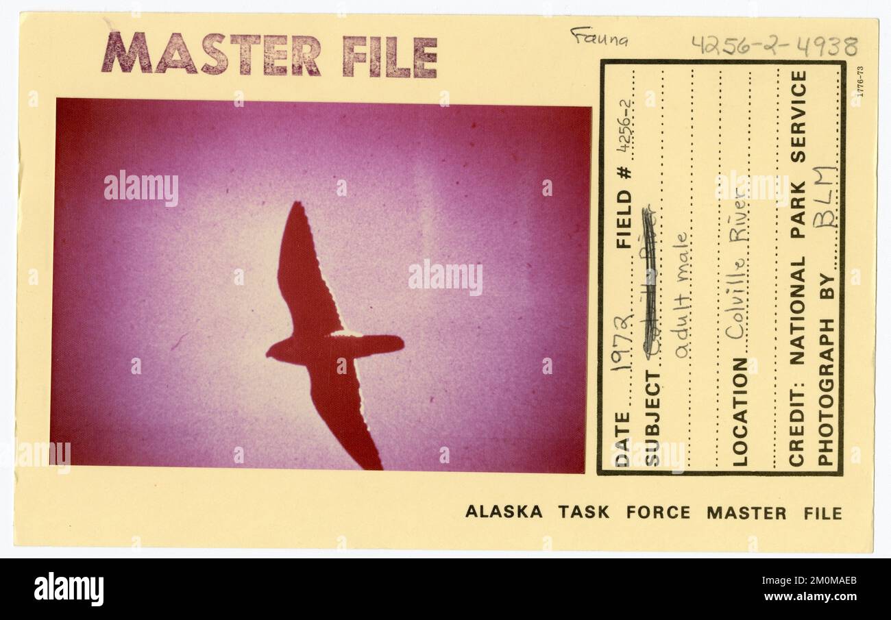 Maschio adulto. Alaska Task Force fotografie Foto Stock