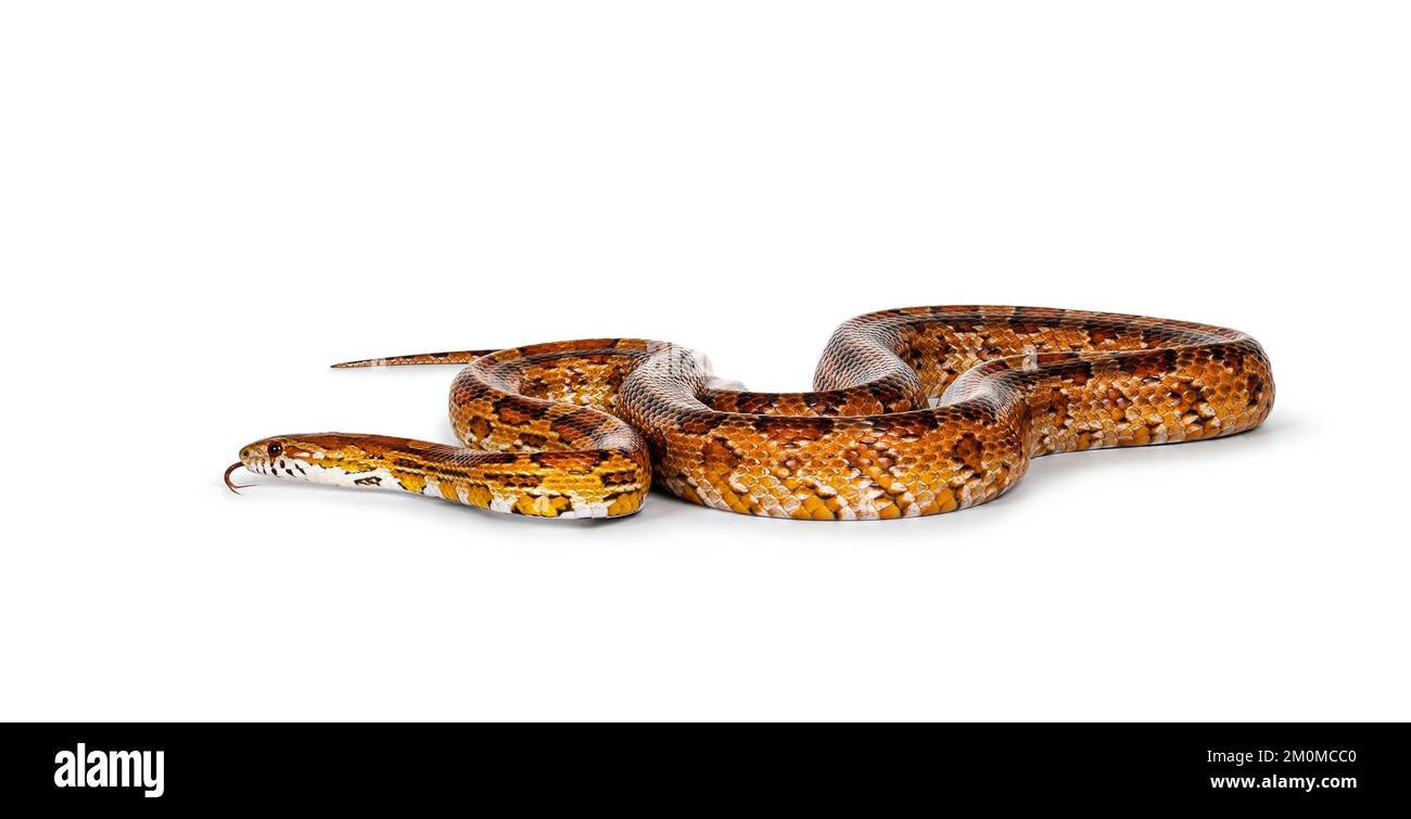 Scatto a tutta lunghezza di serpente di mais di colore normale aka serpente di ratto rosso o Pantherophis guttatus. Isolato su sfondo bianco. Foto Stock