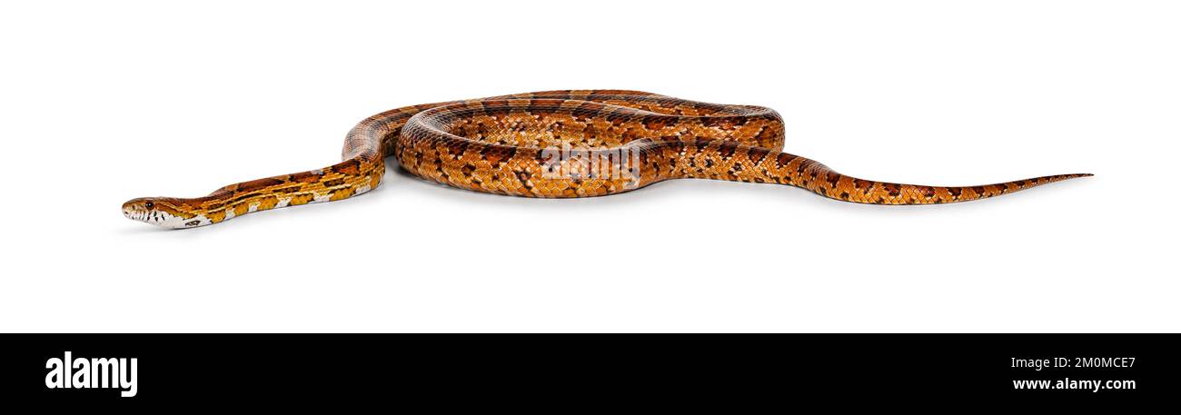 Scatto a tutta lunghezza di serpente di mais di colore normale aka serpente di ratto rosso o Pantherophis guttatus. Isolato su sfondo bianco. Foto Stock