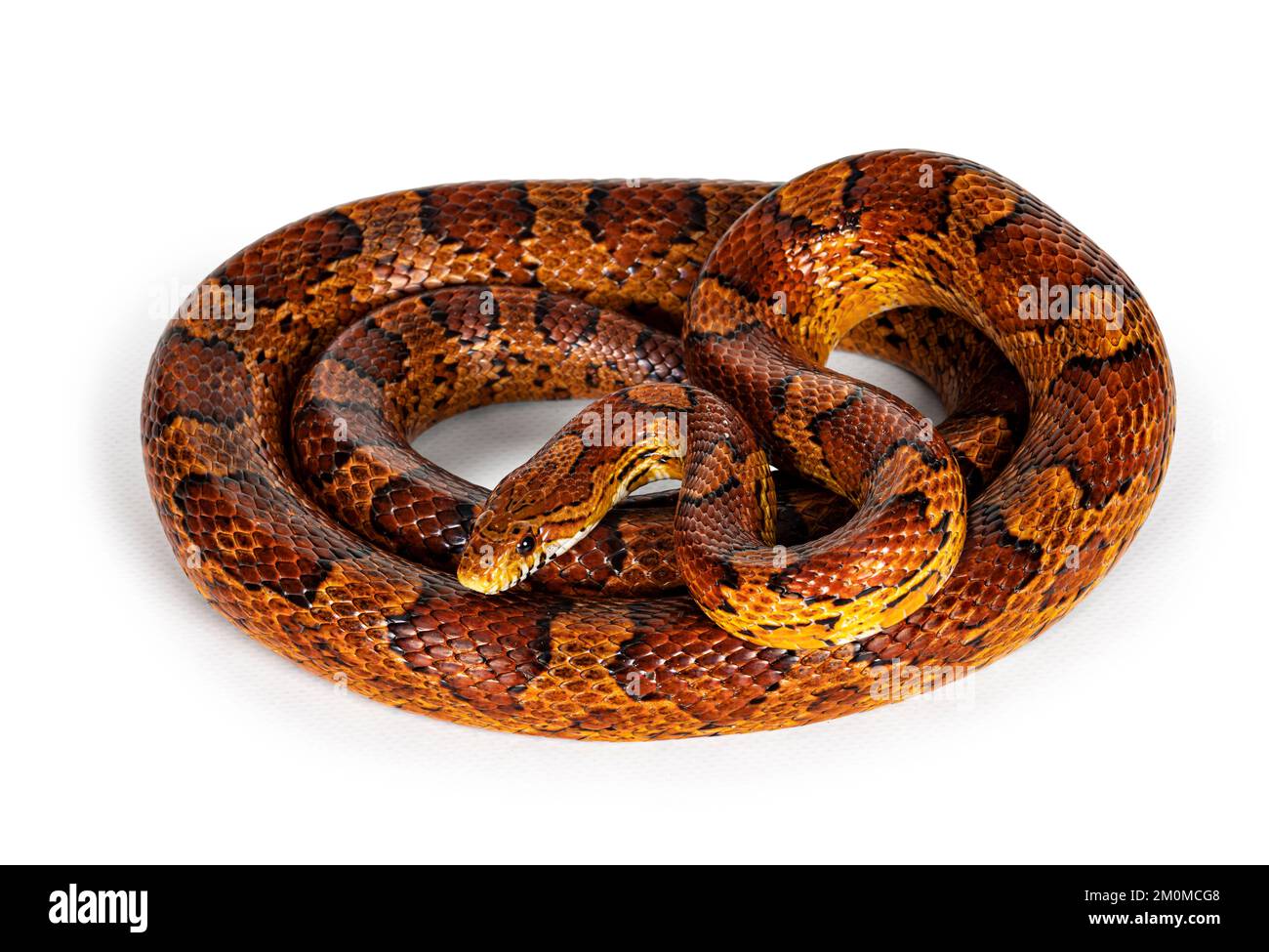 Scatto a tutta lunghezza di serpente di mais di colore normale aka serpente di ratto rosso o Pantherophis guttatus. Isolato su sfondo bianco. Foto Stock