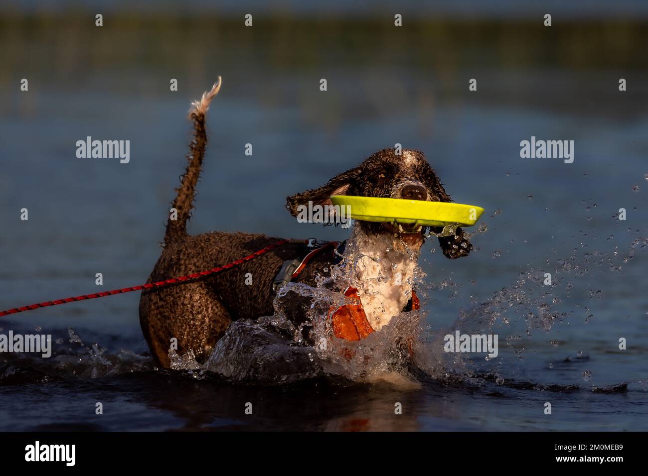 Cane spagnolo in acqua che gioca in acqua con un frisbee Foto Stock