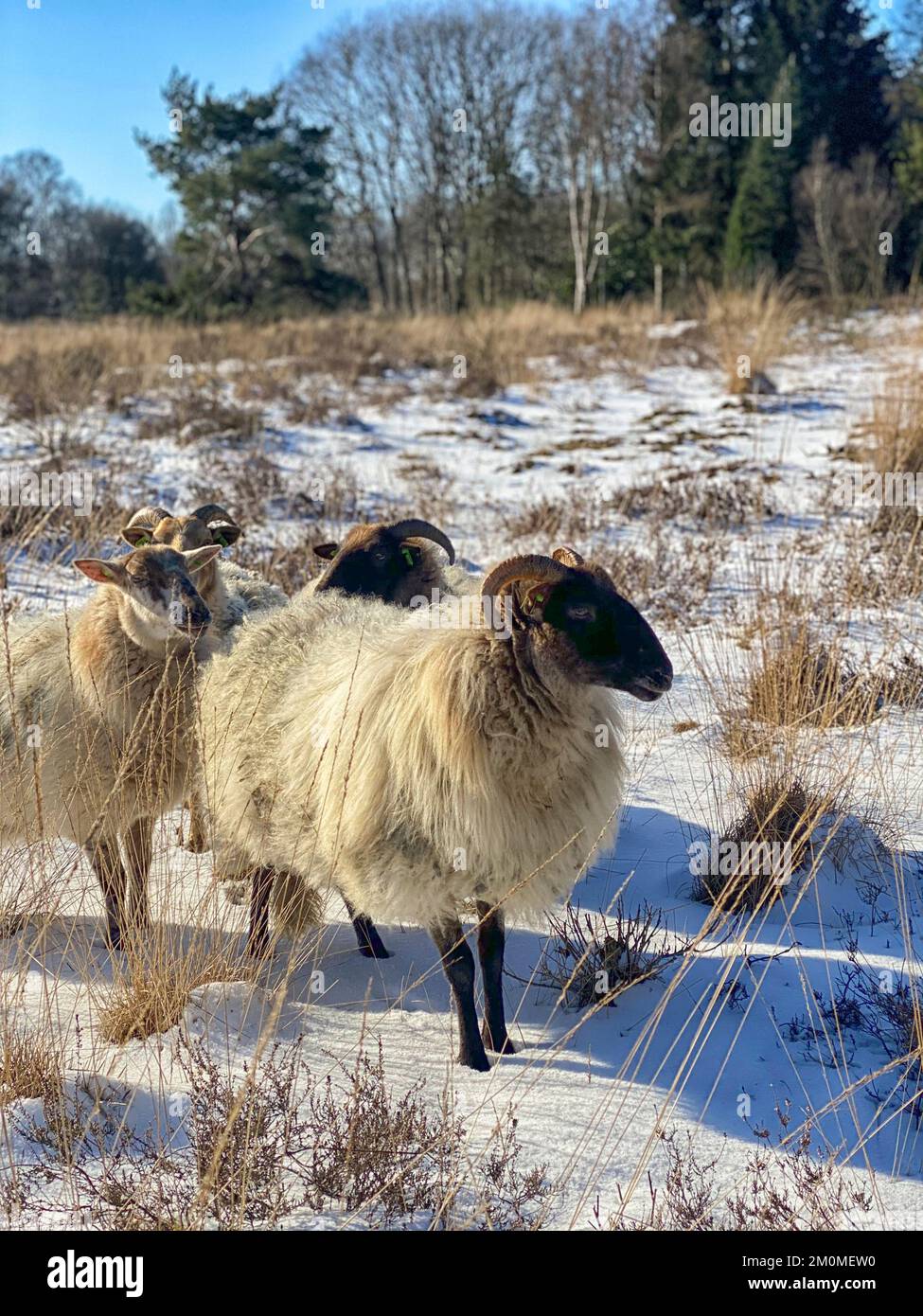 Quattro pecore corna in brughiera in inverno con neve a Drenthe in olanda Foto Stock