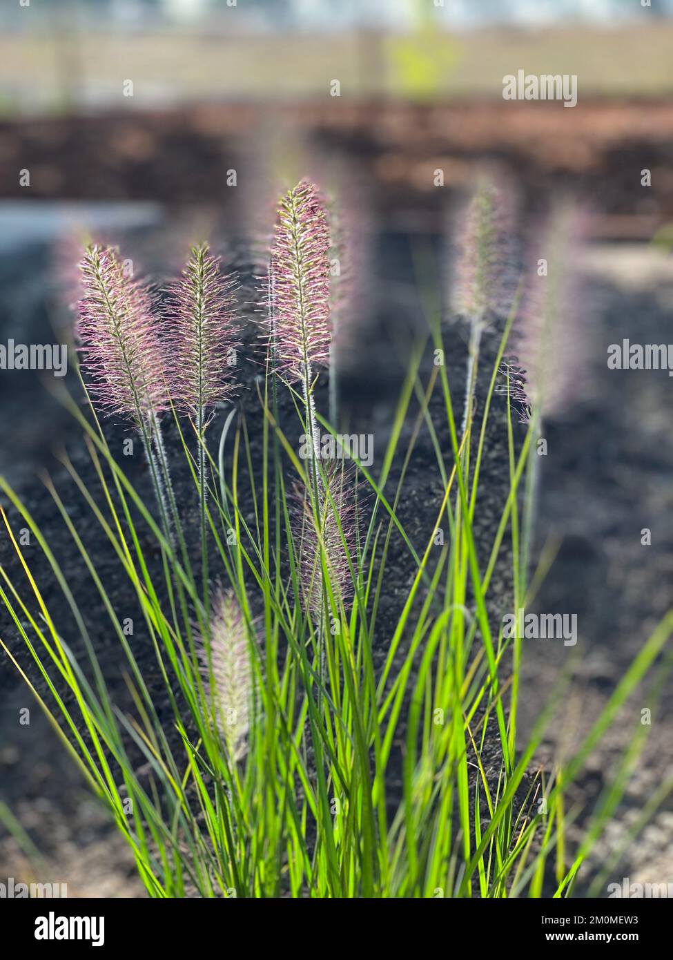 Pennisetum alopecuroides "Hameln'. Cinese di erba fontana "Hameln' Foto Stock