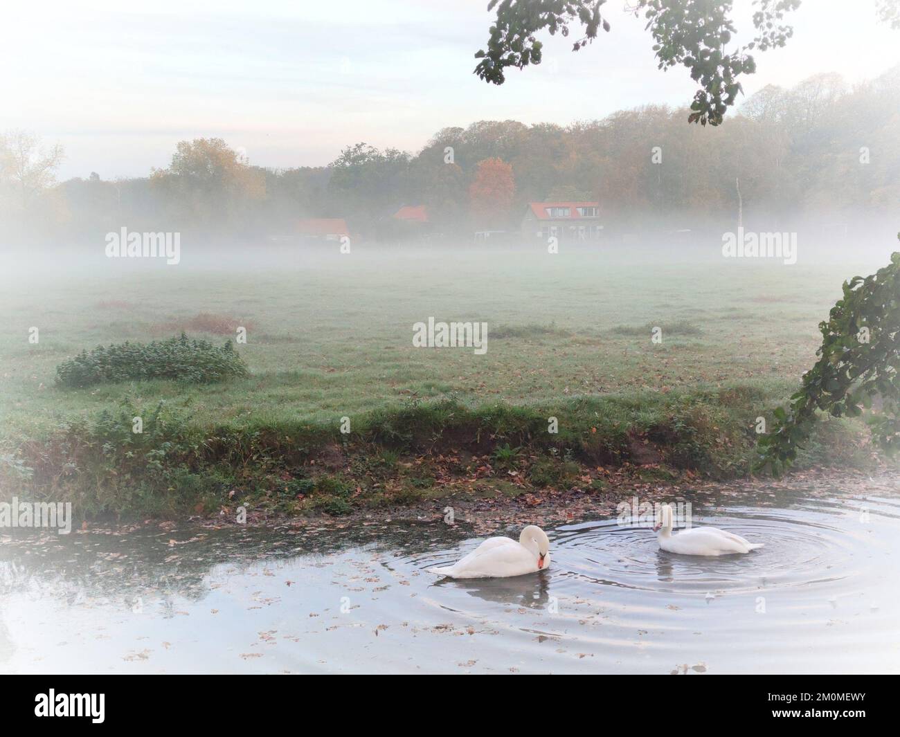 I cigni nuotano in un laghetto in una mattinata nebbiosa Foto Stock