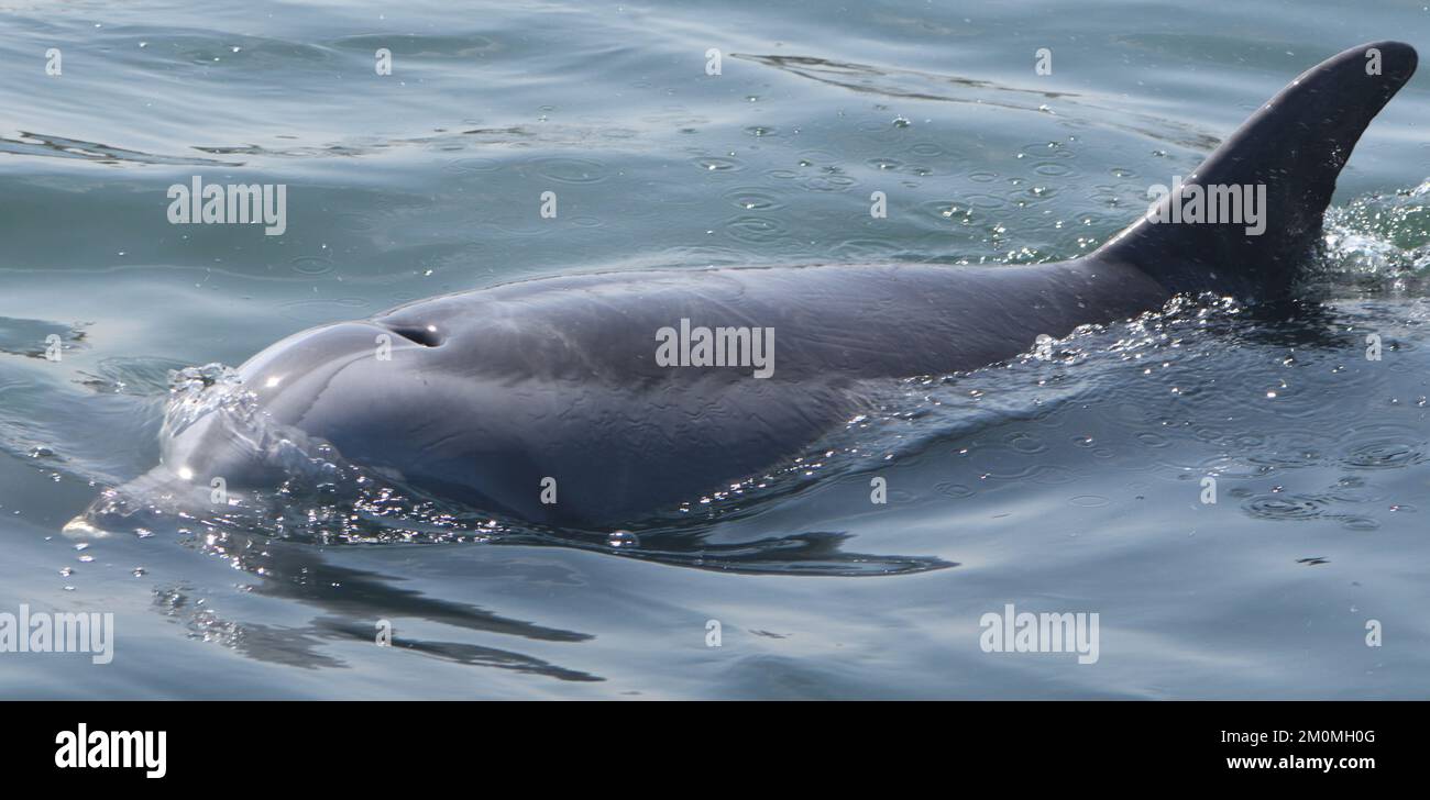 Un delfino tursiope (Tursiops tronca) a Pisco Bay, El Chaco, Paracas. Perù Foto Stock