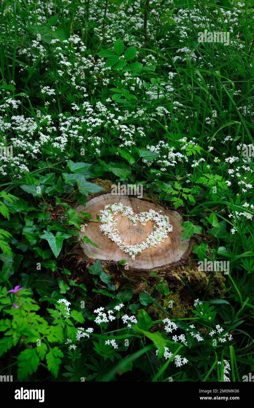 Cuore di fiori di Woodruff dolce (Galium odoratum) su ceppo di albero in boschi decidiosi. Circondato da piante di legno dolce e edera. Foto Stock