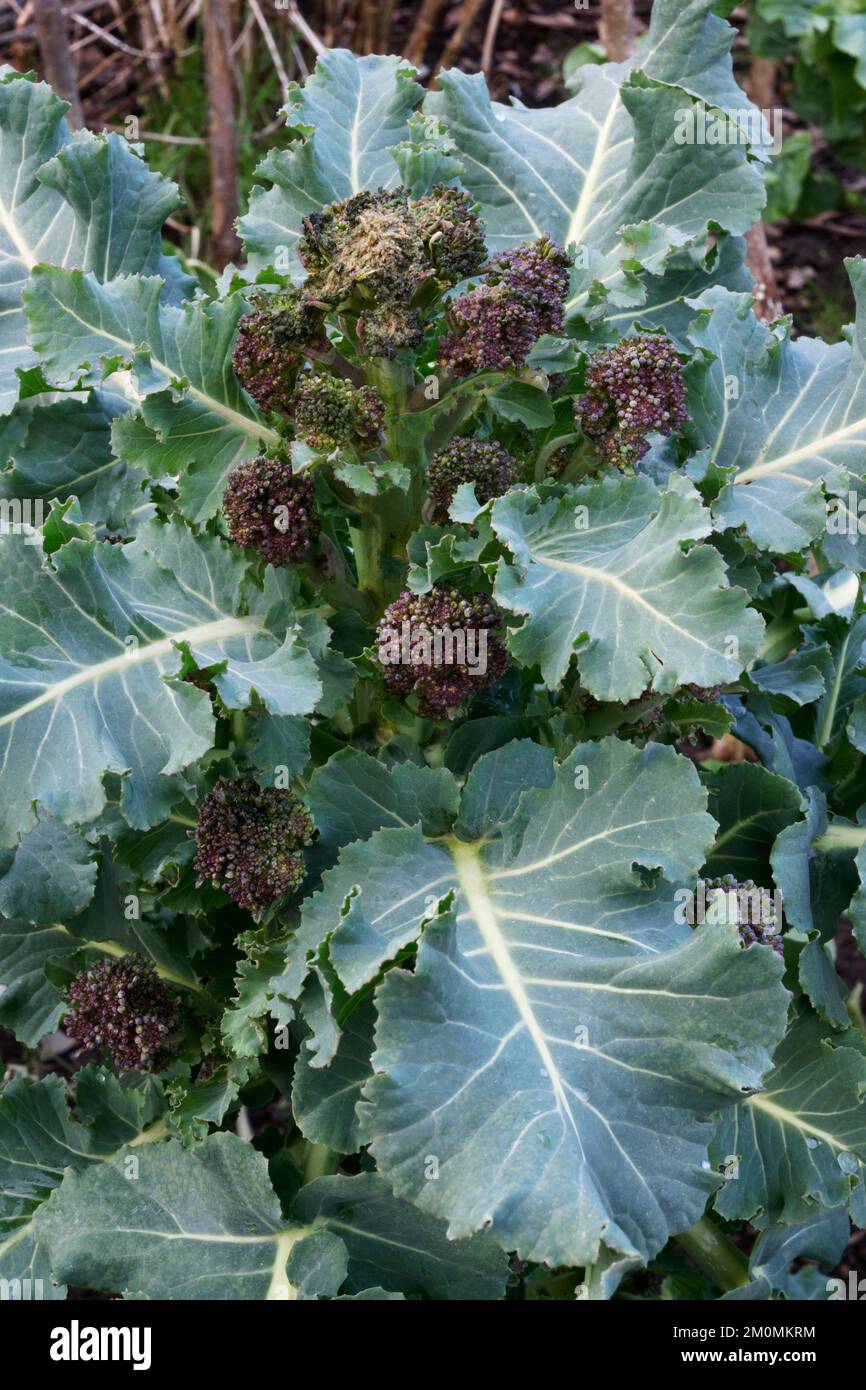 Fiori di broccoli germogliati viola smorzati da forti piogge che si trasformano in ghiaccio dopo che le temperature scesero rapidamente. Il fiore superiore che è stato più esposto rapidamente Foto Stock